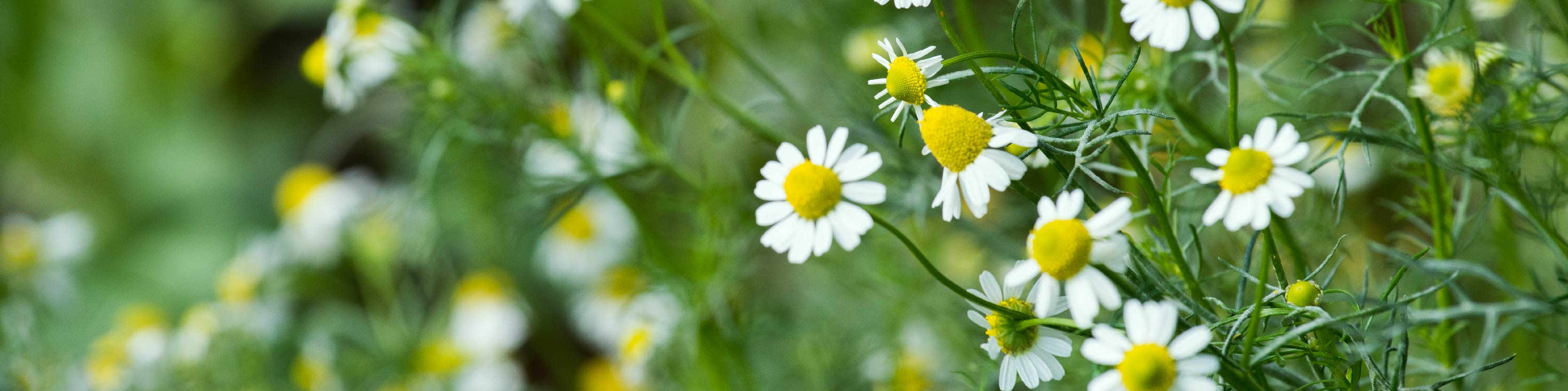 Blue Chamomile Flower