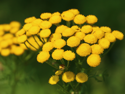 Blue Tansy Flower Image