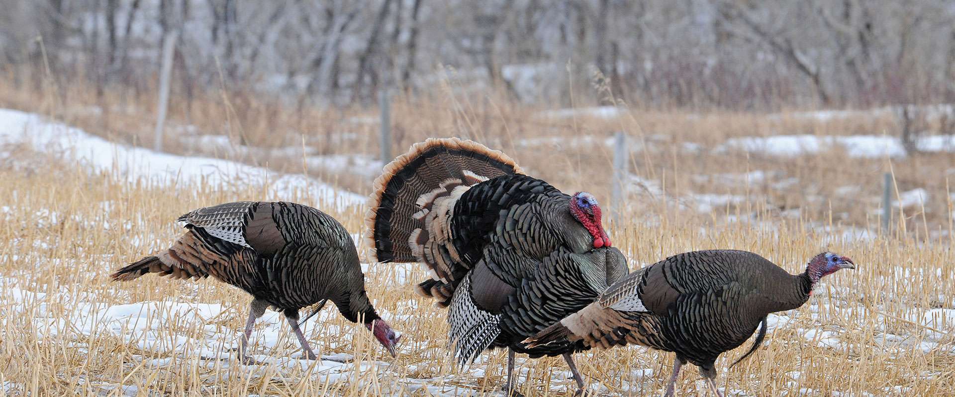 Turkey Hunting - Double K Guide Service