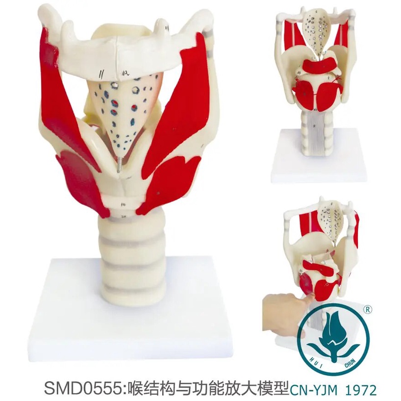 992 Laryngeal Anatomy Model Functionally amplified vocal cord ...