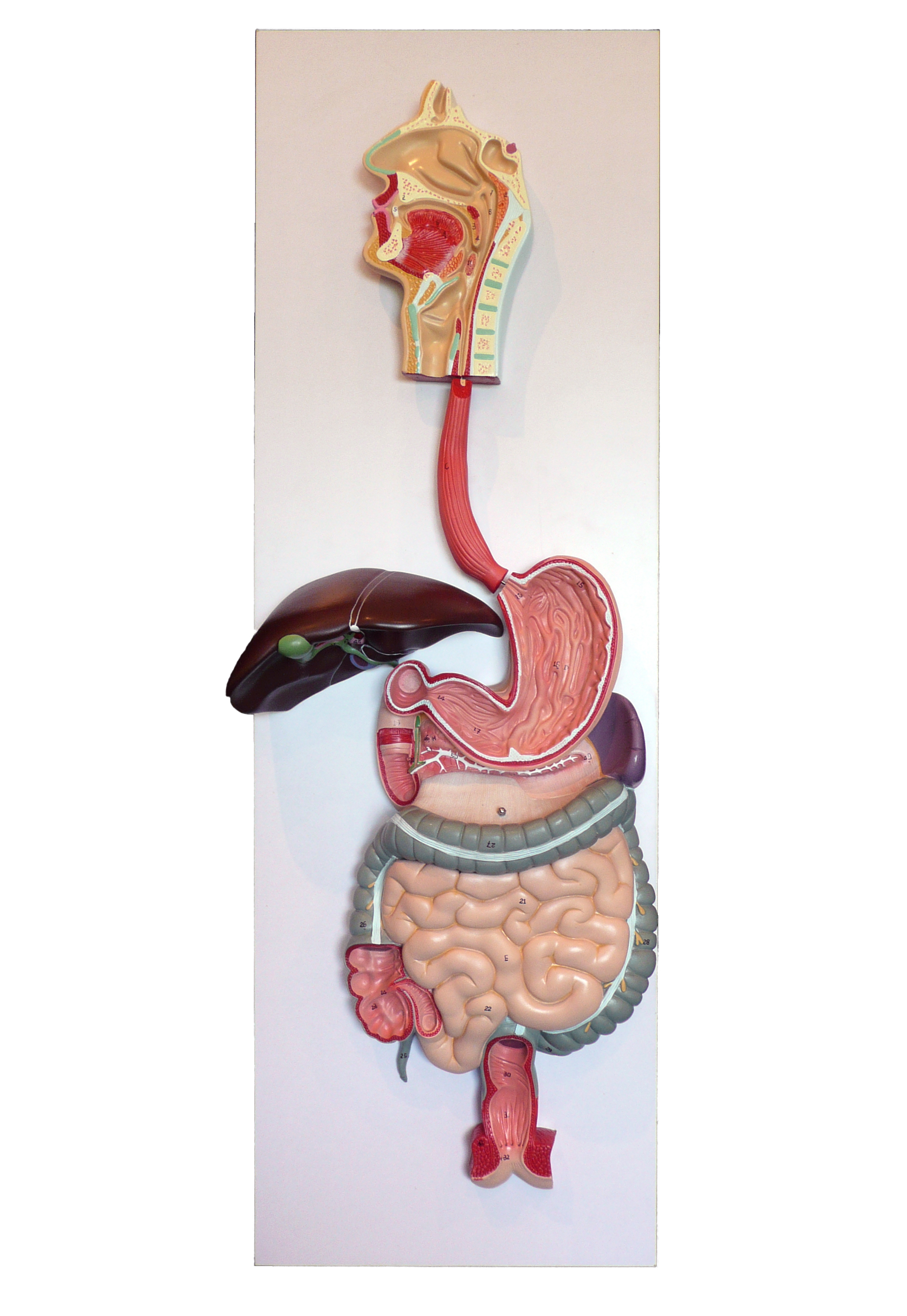 Labeled Human Torso Model Diagram Digestive System Mo - vrogue.co