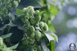 Cascade Hops everything you should know