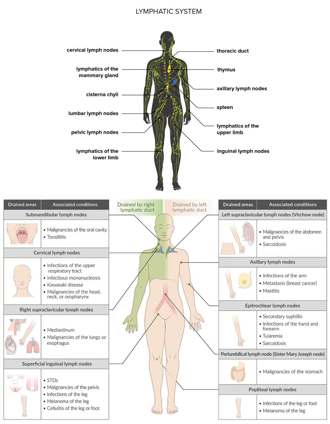 Spinal Lymphatic Detox: EP Chiropractic Wellness Team