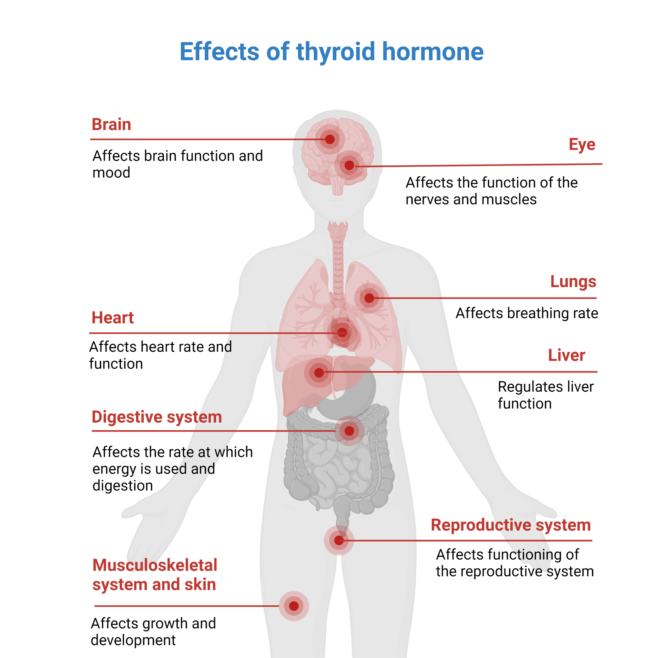 Thyroid Hormone Imbalances & MET Therapy - EP Wellness & Functional ... image.