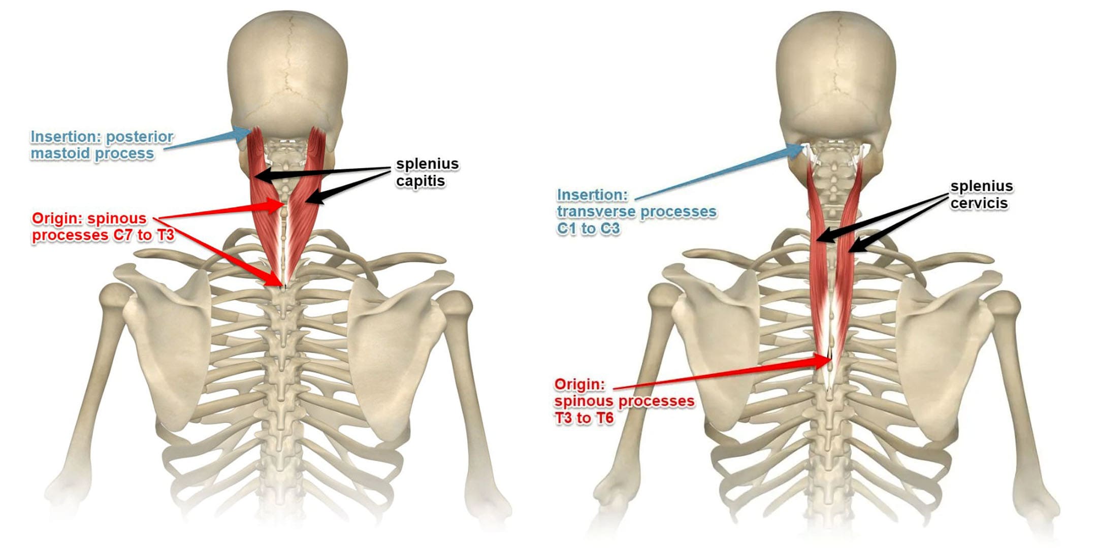 A Guide to the Splenius Capitis Muscle