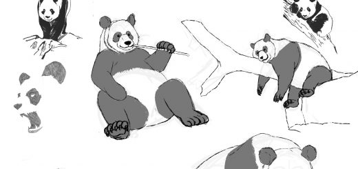 Panda drawing reference