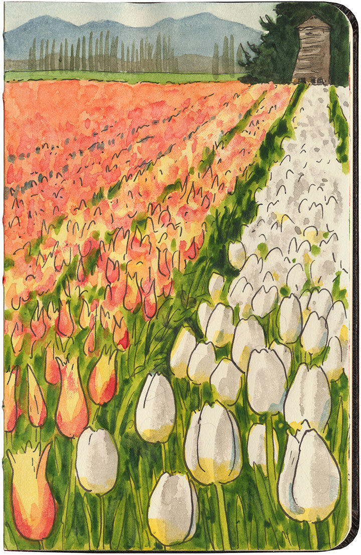 Skagit Valley tulip field sketch by Chandler O'Leary