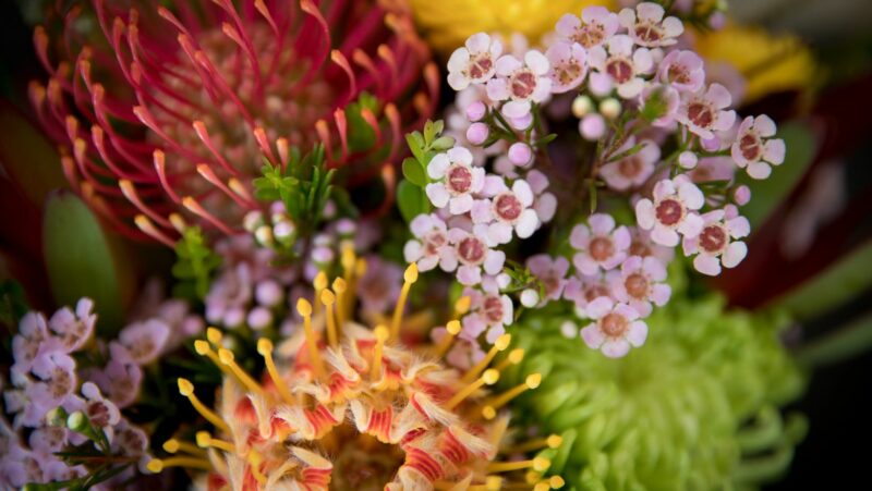 mengapa benua australia memiliki banyak keunikan flora dan fauna-nya