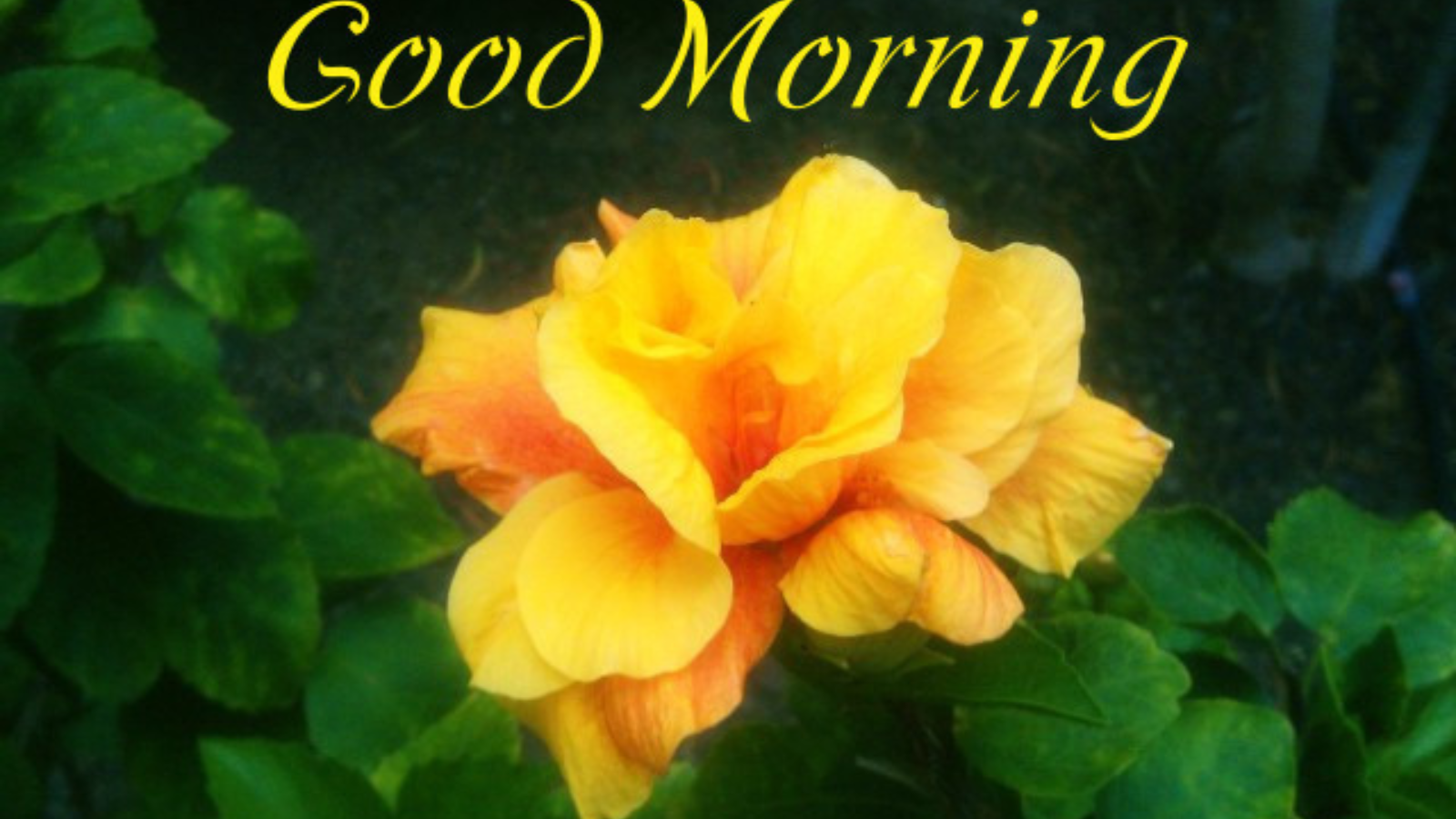 Rose:9ycod7ag-zq= Good Morning