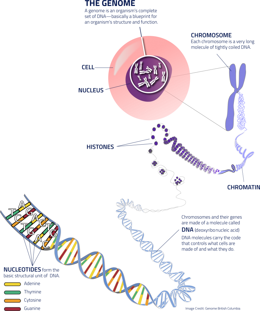 What is a Reference Genome?