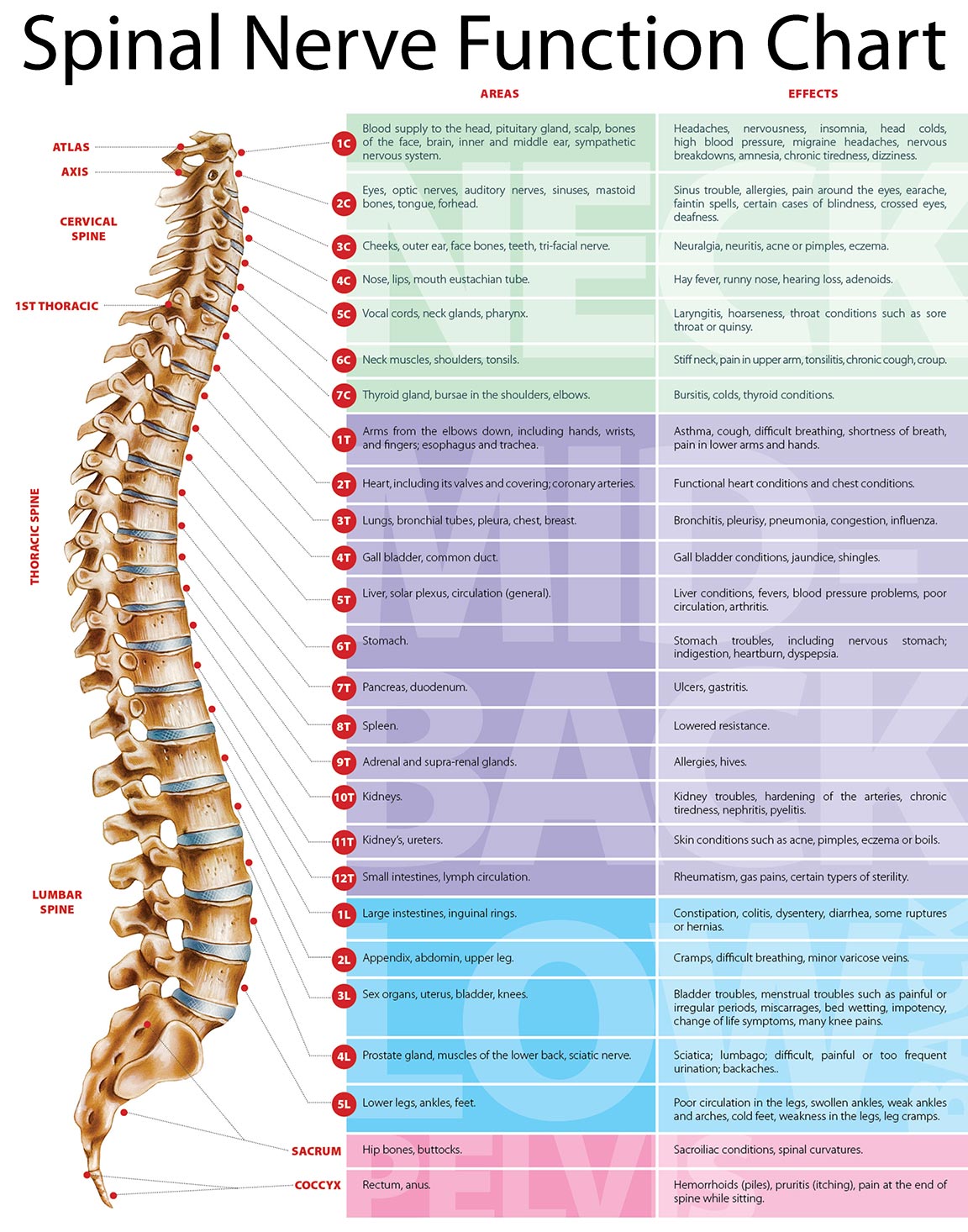 Chiropractic Chart Of The Spine