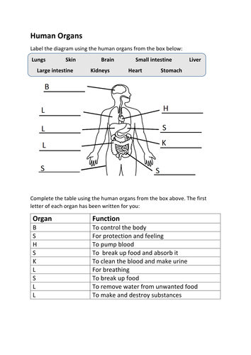 Internal Organs Of Human Body And Their Functions Pdf - Organs Anatomy ...