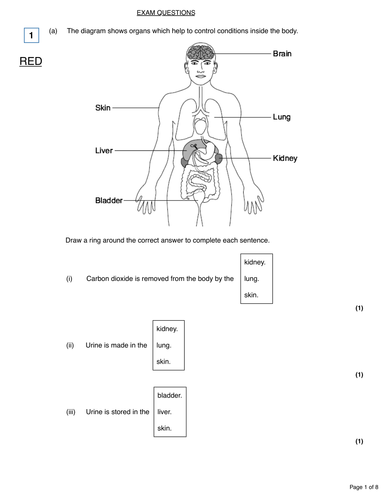 Homeostasis new GCSE lesson | Teaching Resources