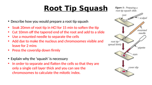 A-Level AQA Biology - Mitosis and Cancer | Teaching Resources