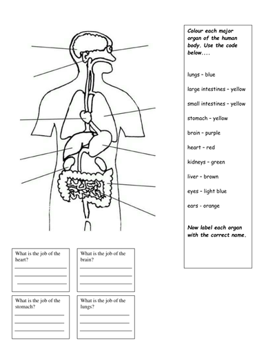 Internal organs worksheet by jpspooner - Teaching Resources - Tes