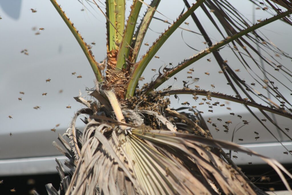 bee swarm around palm