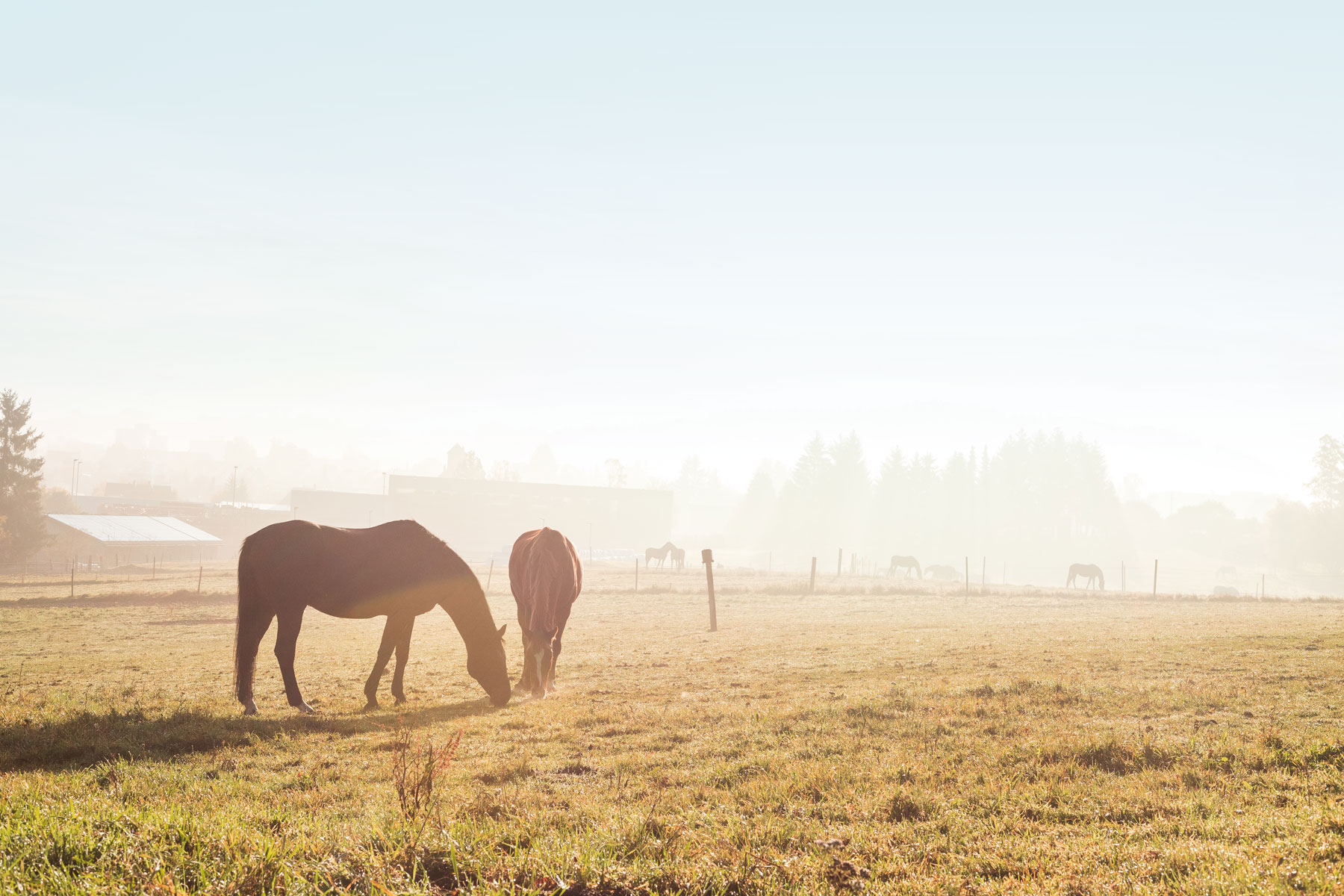 Horses grazing on dude ranch