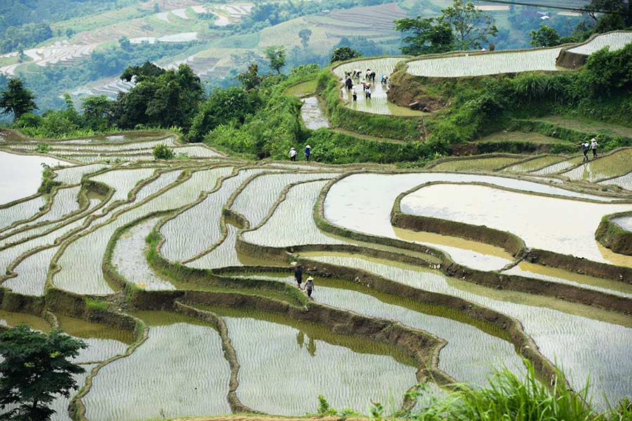 Thửa ruộng bậc thang trong mùa cấy lúa 