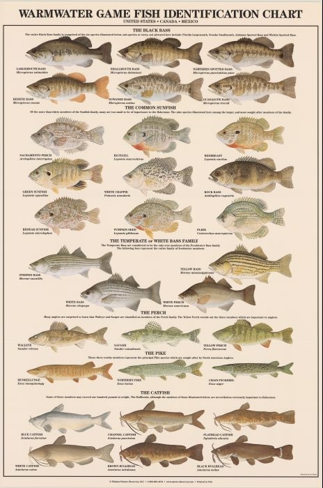 Types Of Freshwater Fish Chart