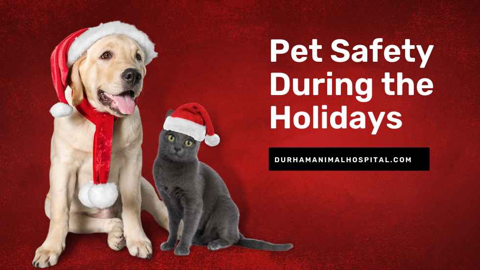 Pet Safety during the holidays