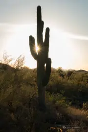 Big Sunburst