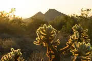 Cholla