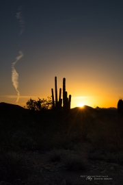 Saguaro