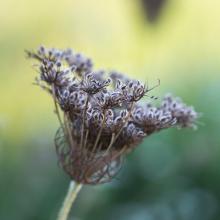 brown and white flower in macro lens