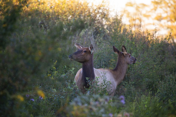 An image of two female elk in the thicket