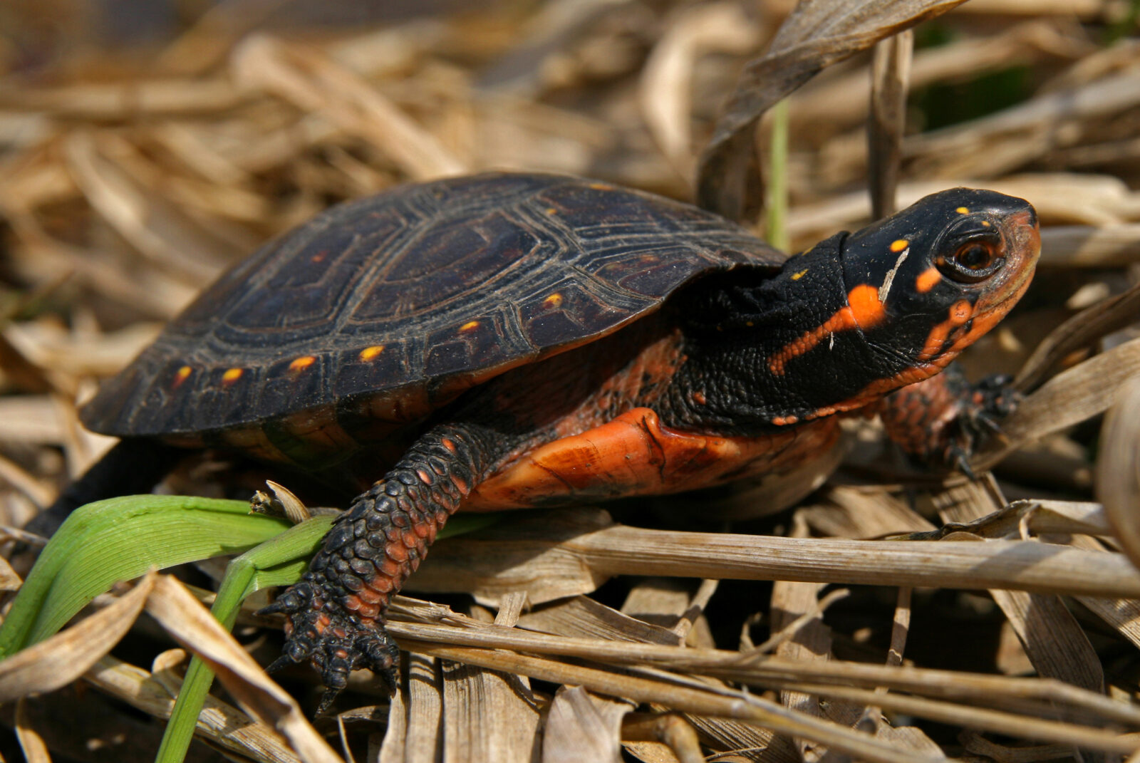 An image of Virginia's brightly colored spotted turtle