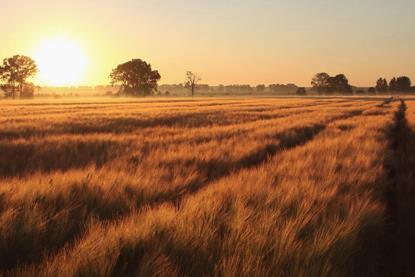 Responsible investment in farmland cover