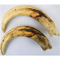 Wild Boar Tusks