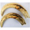 Image 1 : Wild Boar Tusks