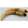 Image 2 : Wild Boar Tusks