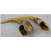 Image 4 : Wild Boar Tusks