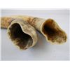 Image 5 : Wild Boar Tusks