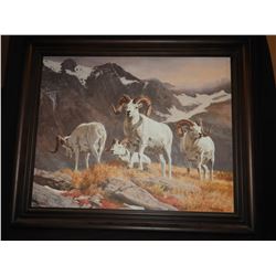 Dall Sheep Print