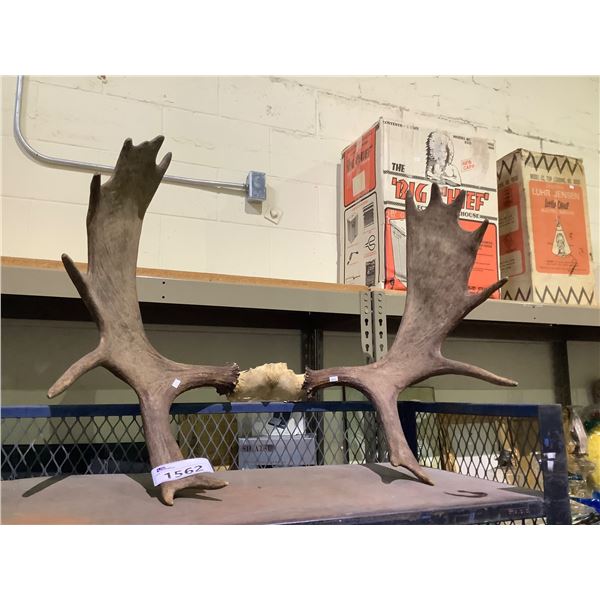 MOOSE ANTLERS