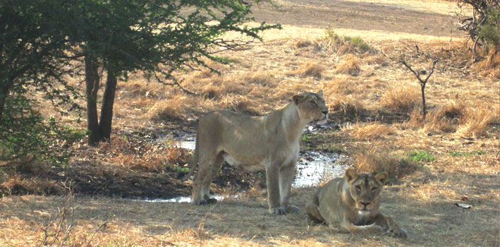 Sasan Gir Wildlife Sanctuary