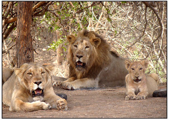 Dwarka - Somnath - Sasan Gir Tour