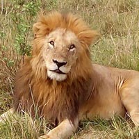 4 Days Masai Mara Lake Nakuru National Park Safari Tour