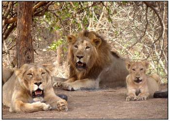 3 Days Gir National Park - Gujarat