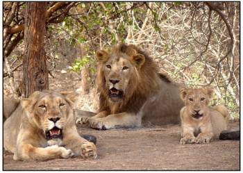 2 Night 3 Days Dwarka - Somnath - Sasan Gir Tour