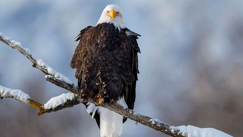 Animals: Bald Eagle Bird Background for 16:9 HD wallpaper | Pxfuel