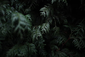 Pine Tree Wallpaper 68 images