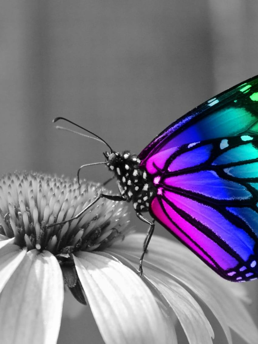 Rainbow Butterfly iPad HD phone wallpaper