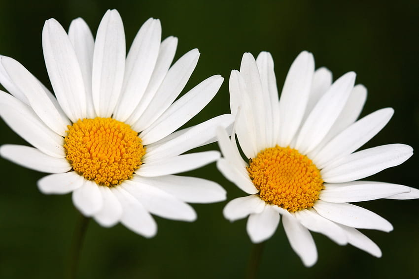 Flowers, Camomile, Close-Up, Two HD wallpaper