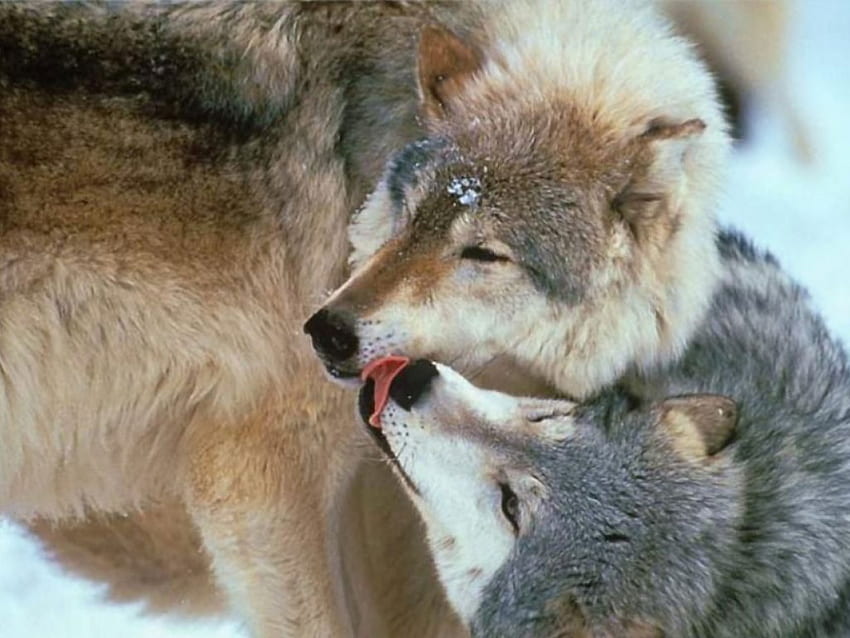 Wild Love, dog, wolves, animals, love, kiss, grey wolf, predator HD ...