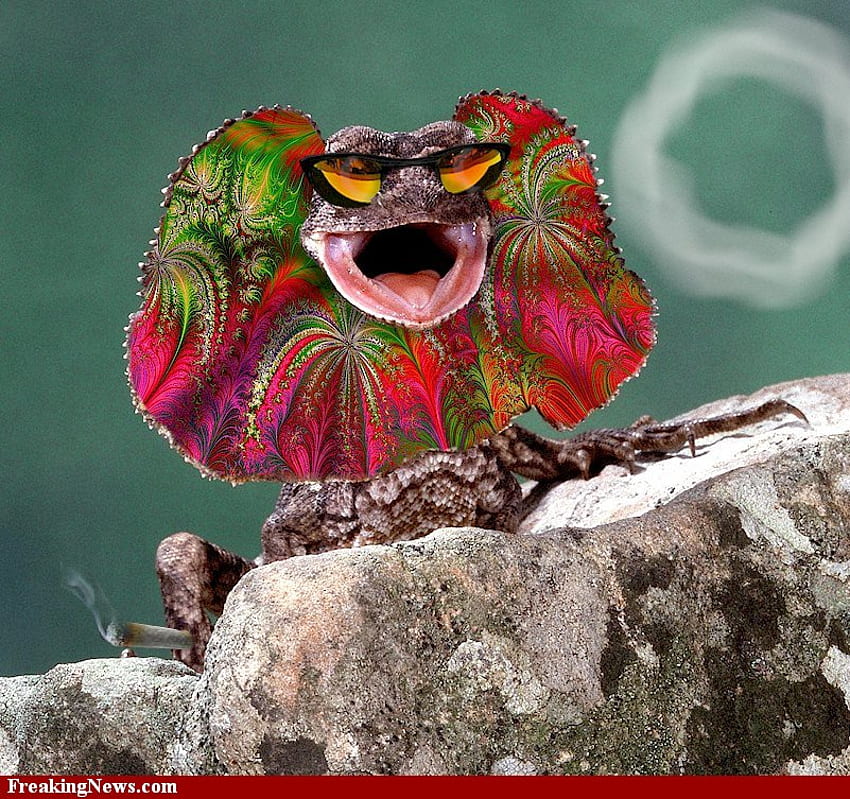 FREAKY LIZARD, dragon, freaky, cool, lizard HD wallpaper