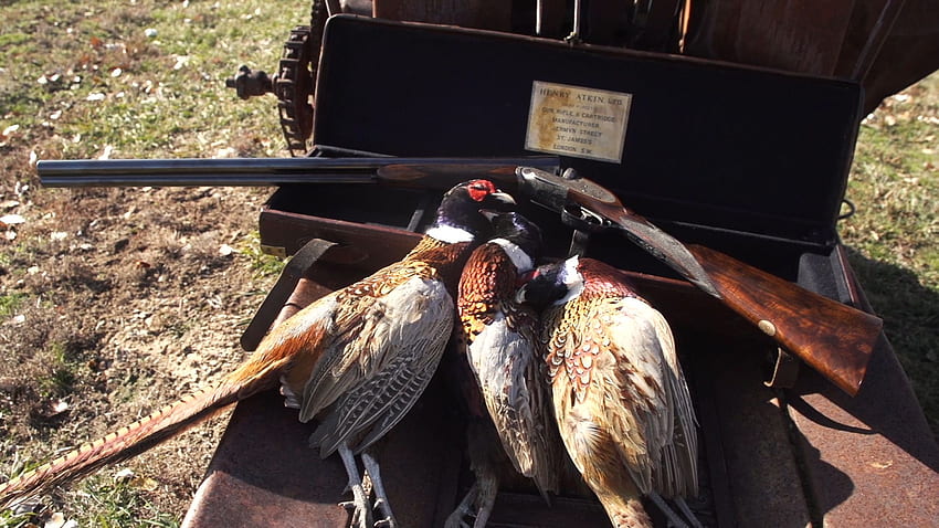 Game bird Southeast Kansas. Timber Hill Lake for preserve Hunts, Upland ...